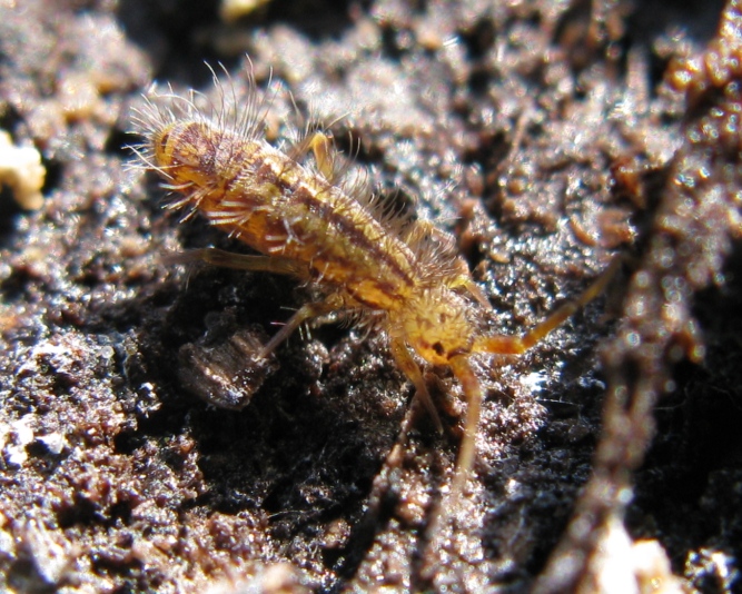 Entomobryidae - Orchesella quinquefasciata ?