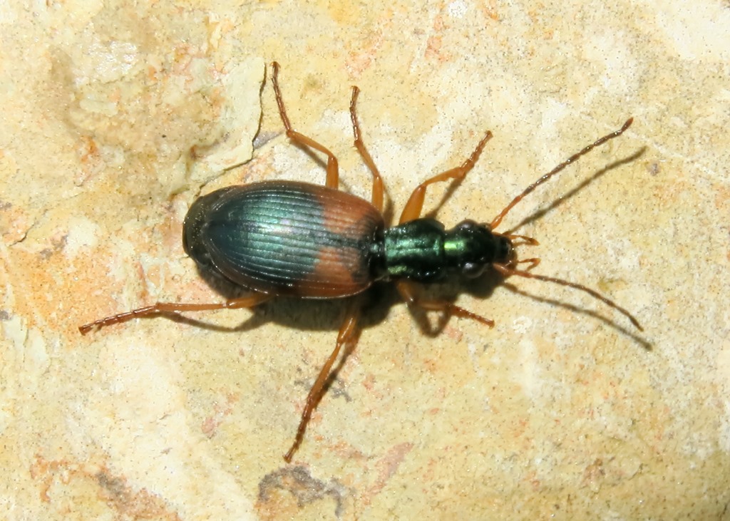 Carabidae - Anchomenus dorsalis