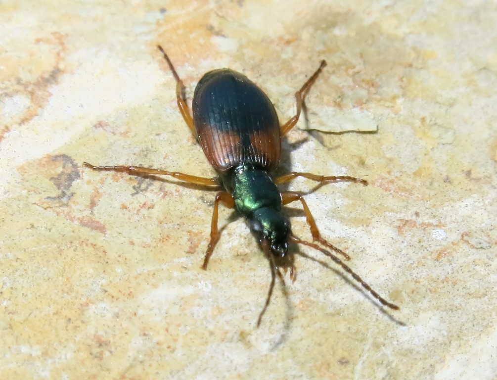 Carabidae - Anchomenus dorsalis