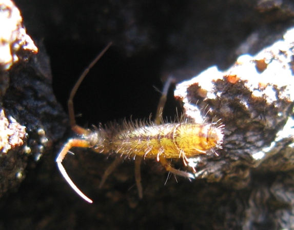 Entomobryidae - Orchesella quinquefasciata ?