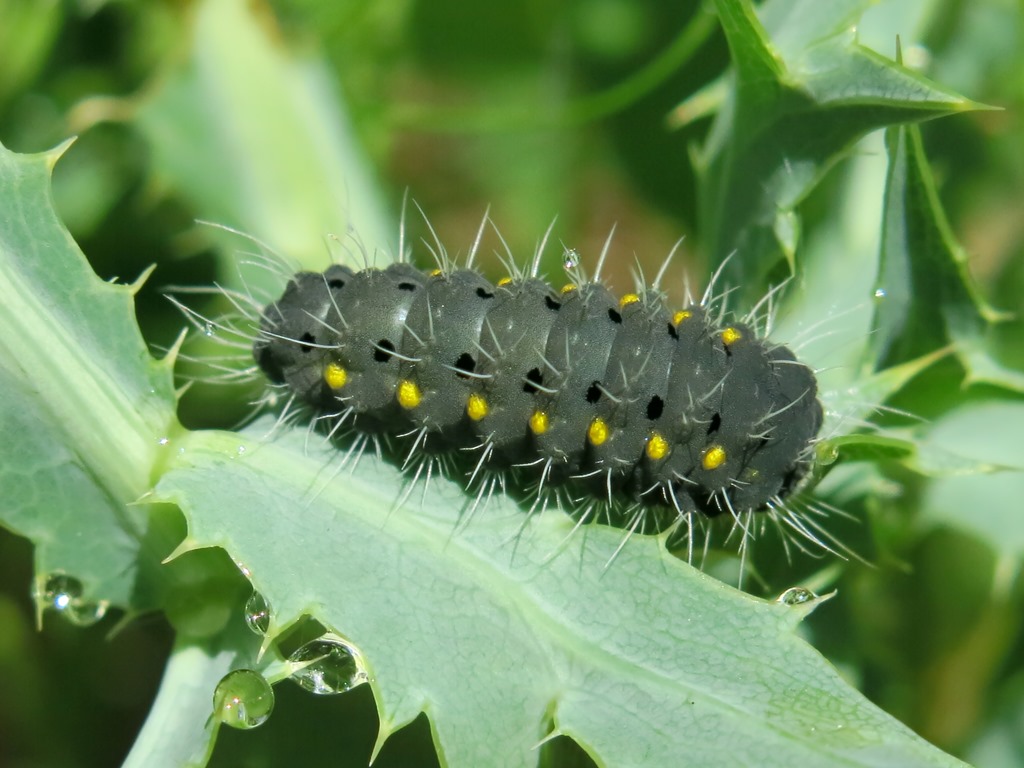 Bruco da determinare: Zygaena (Mesembrynus) erythrus - Zygaenidae