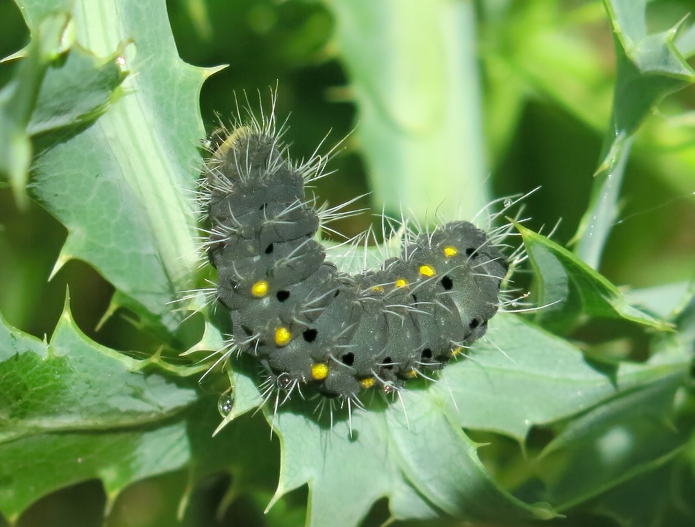 Bruco da determinare: Zygaena (Mesembrynus) erythrus - Zygaenidae