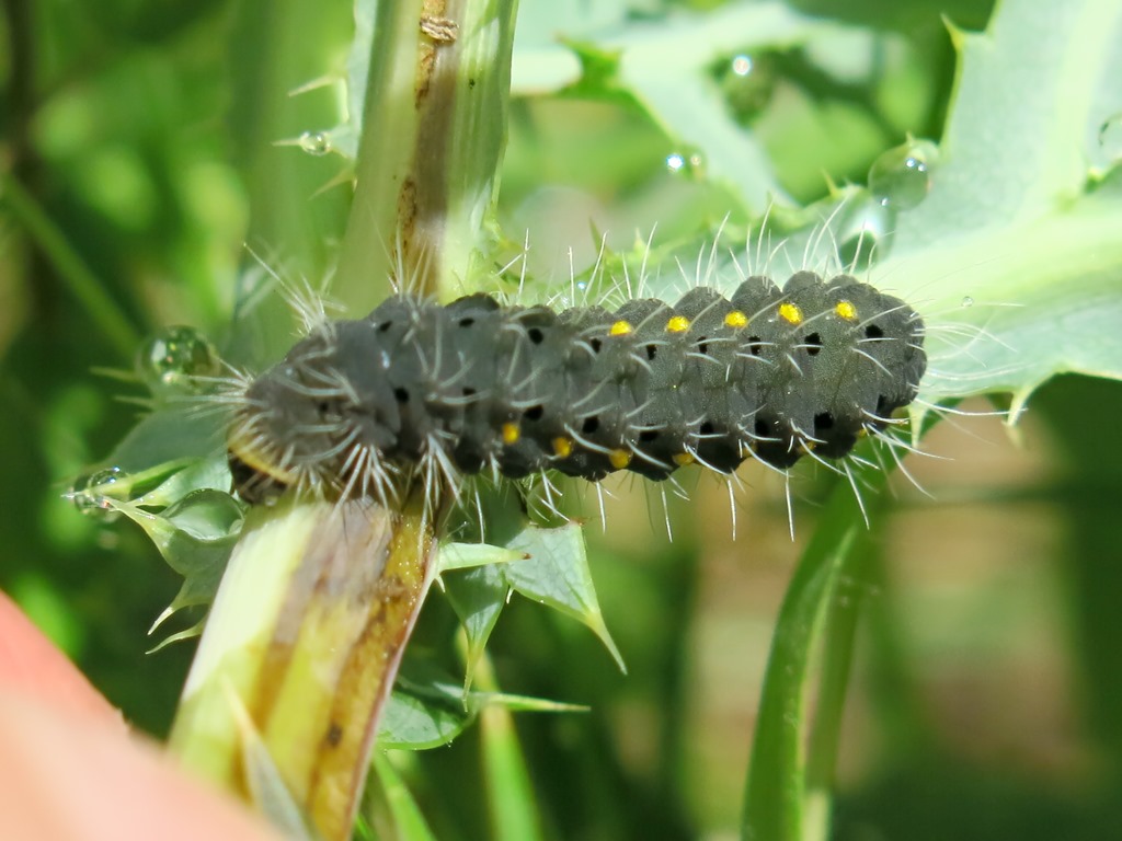 Bruco da determinare: Zygaena (Mesembrynus) erythrus - Zygaenidae