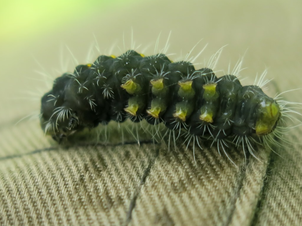Bruco da determinare: Zygaena (Mesembrynus) erythrus - Zygaenidae