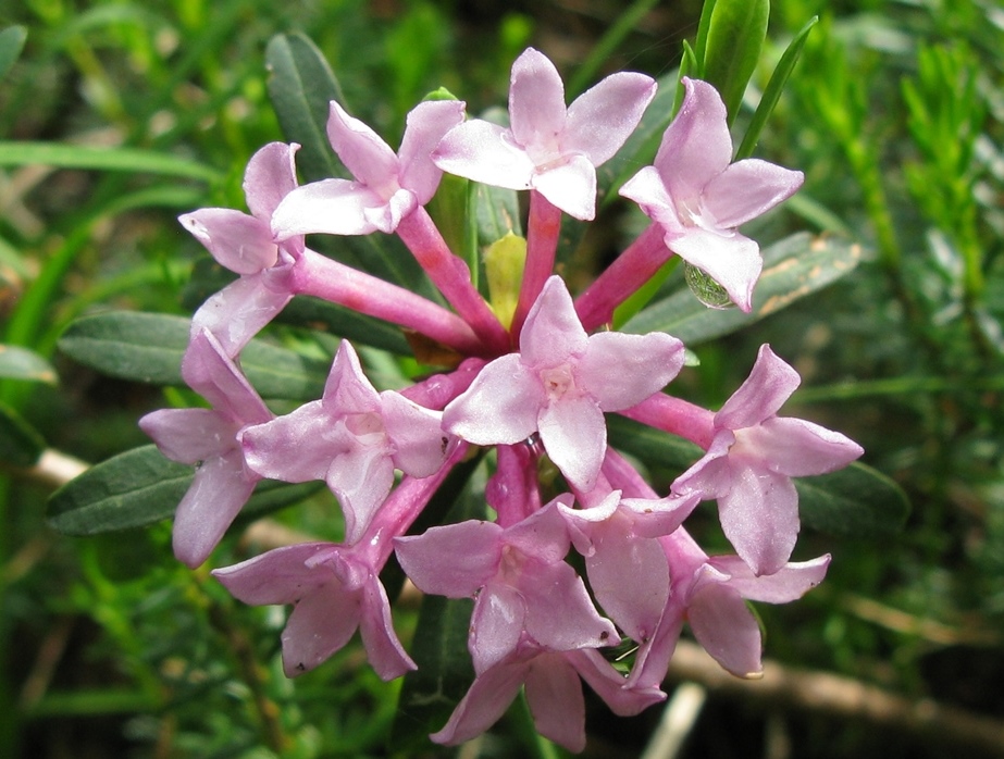 Daphne striata, Thymelaeaceae