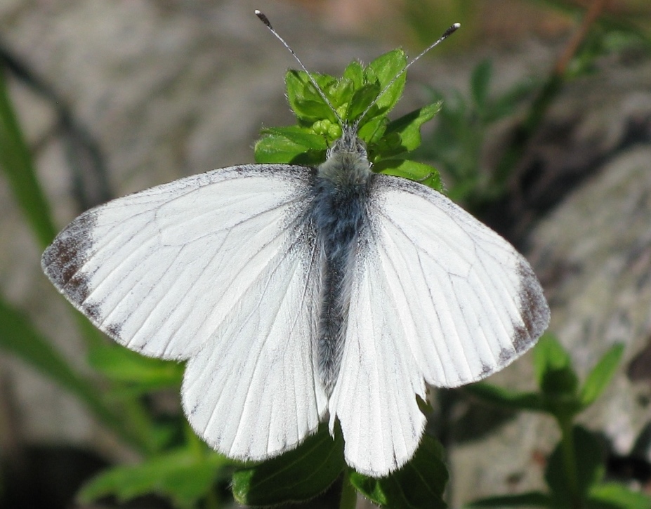 Pieride da determinare - Pieris napi