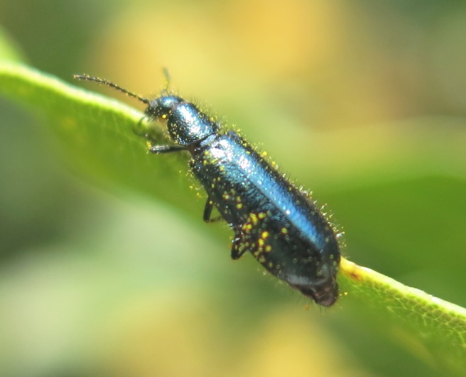 Coleotterino blu da determinare? Dasytes caeruleus