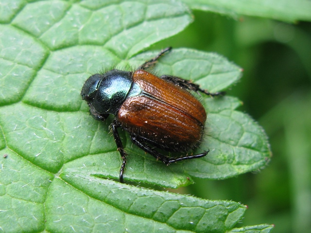 Coleottero svizzero: Phyllopertha horticola (Rutelidae)