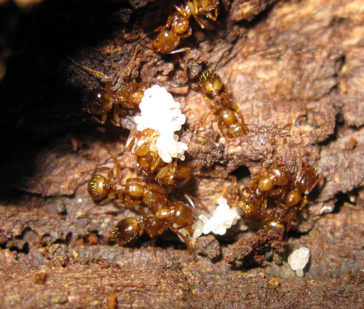Pheidole pallidula? No. Probabili Aphaenogaster subterranea