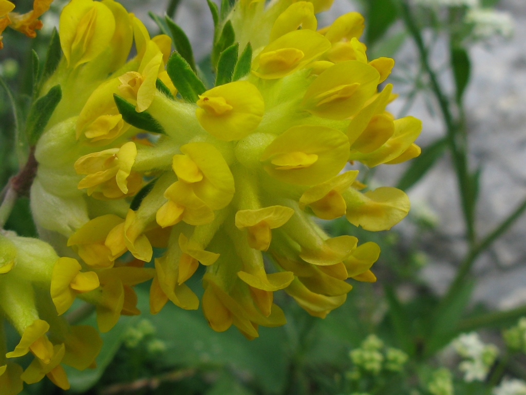 Anthyllis vulneraria