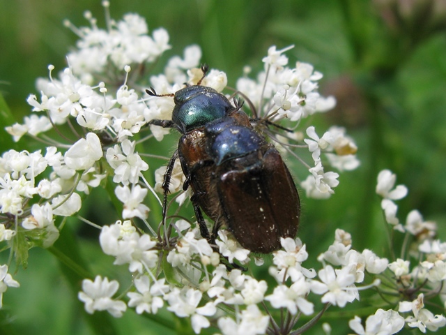 Coleottero svizzero: Phyllopertha horticola (Rutelidae)