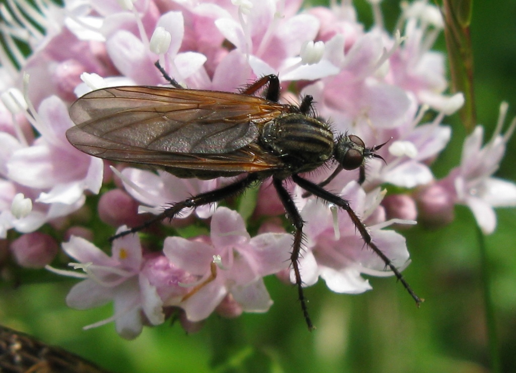 Empis tessellata femmina (Empididae)