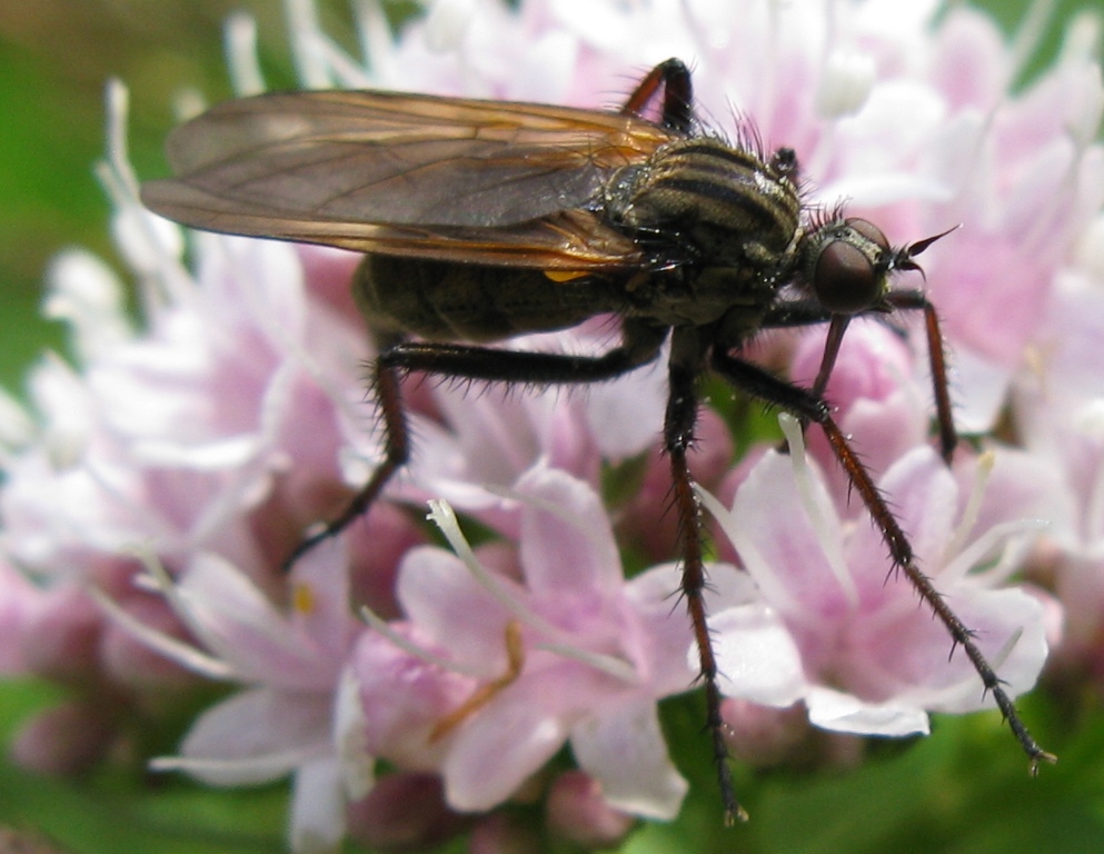 Empis tessellata femmina (Empididae)
