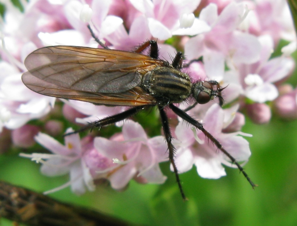 Empis tessellata femmina (Empididae)