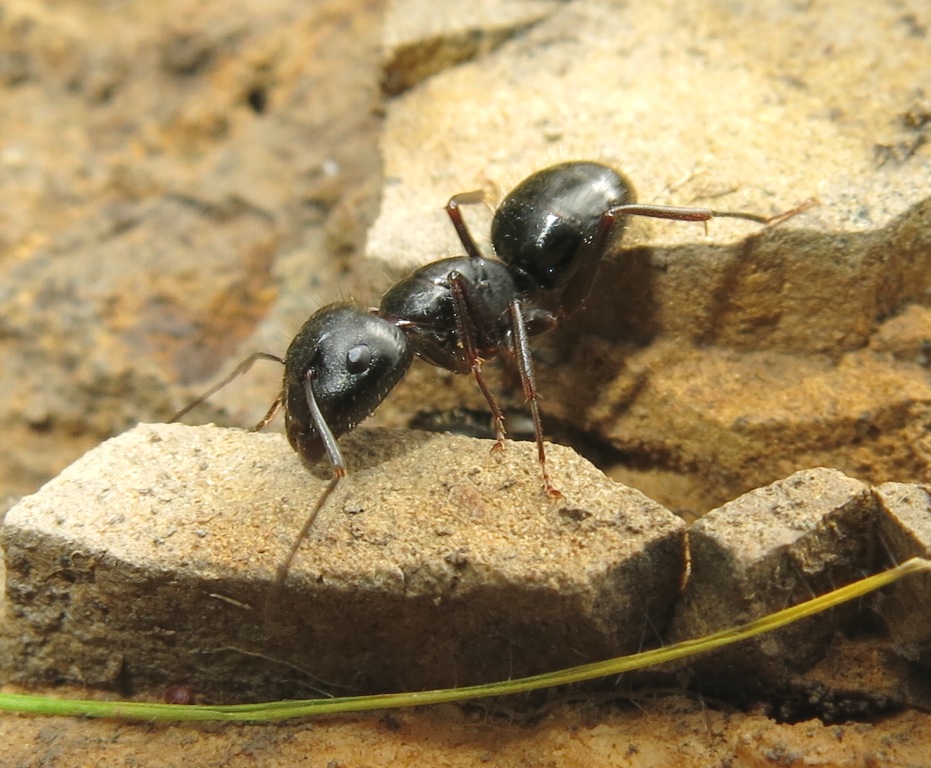 Camponotus (Tanaemyrmex) aethiops