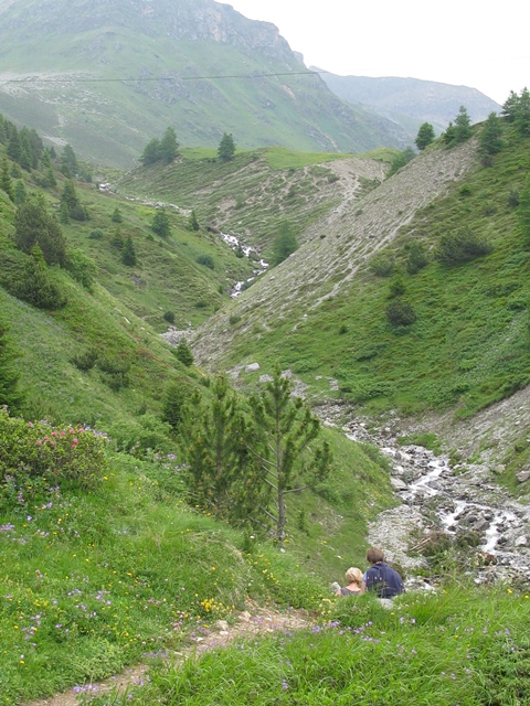 cfr. Leucanthemopsis alpina