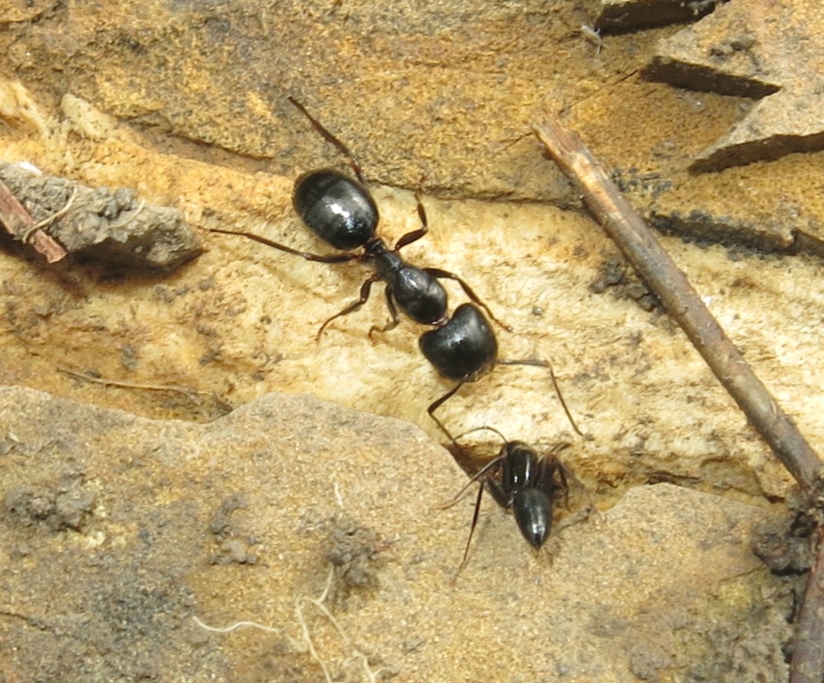 Camponotus (Tanaemyrmex) aethiops