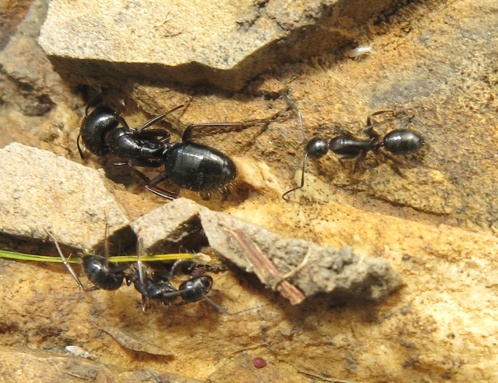 Camponotus (Tanaemyrmex) aethiops