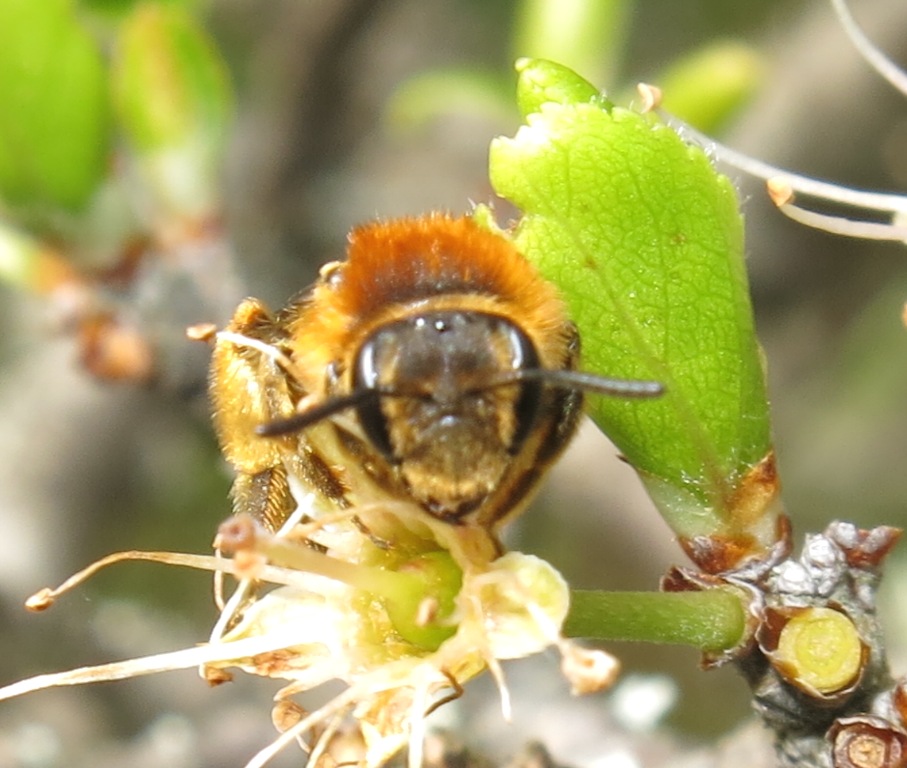 Andrena (Simandrena)  combinata, femmina