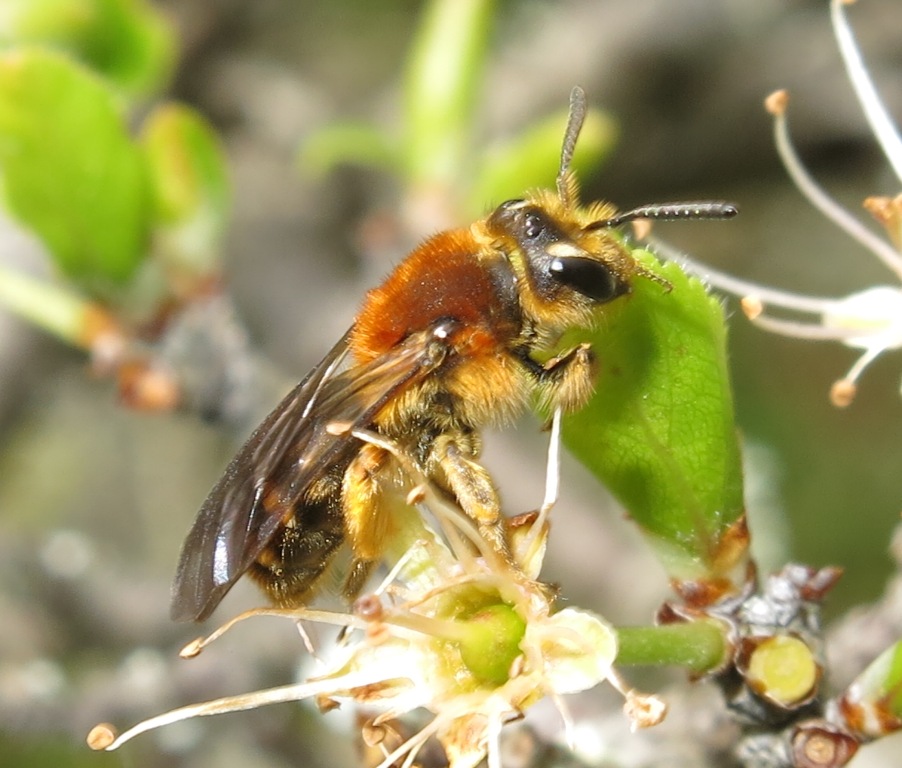 Andrena (Simandrena)  combinata, femmina