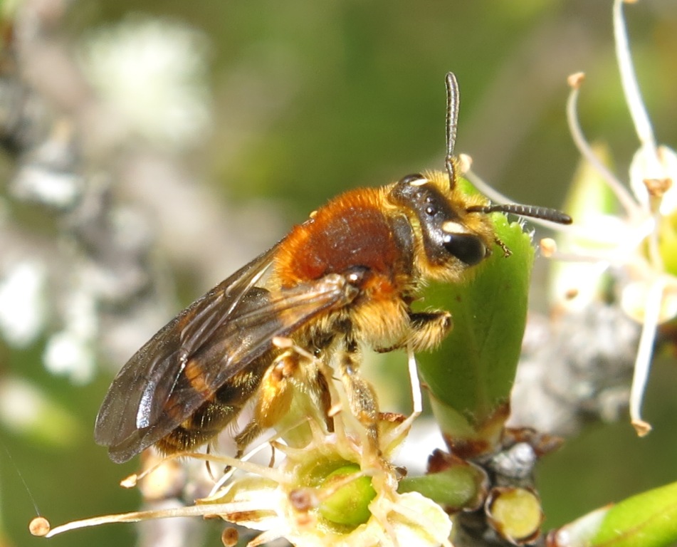 Andrena (Simandrena)  combinata, femmina