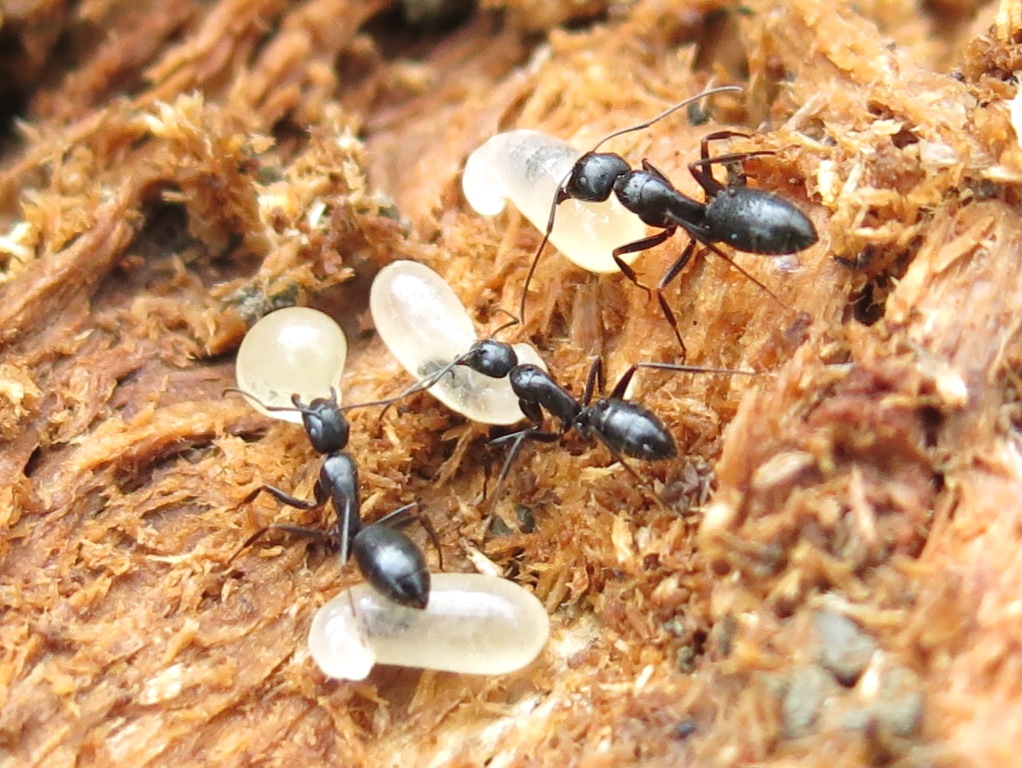 Camponotus (Tanaemyrmex) aethiops