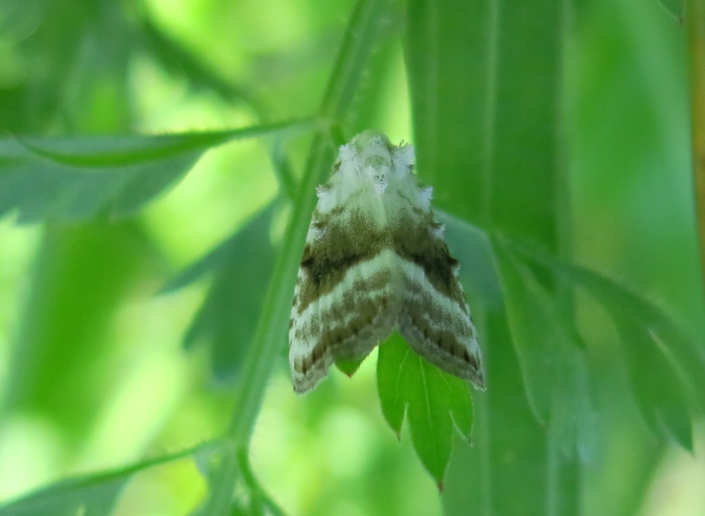 Nolidae - Meganola albula? S