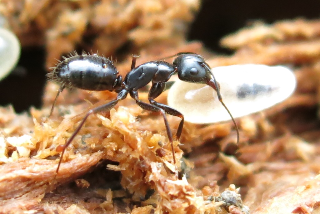 Camponotus (Tanaemyrmex) aethiops