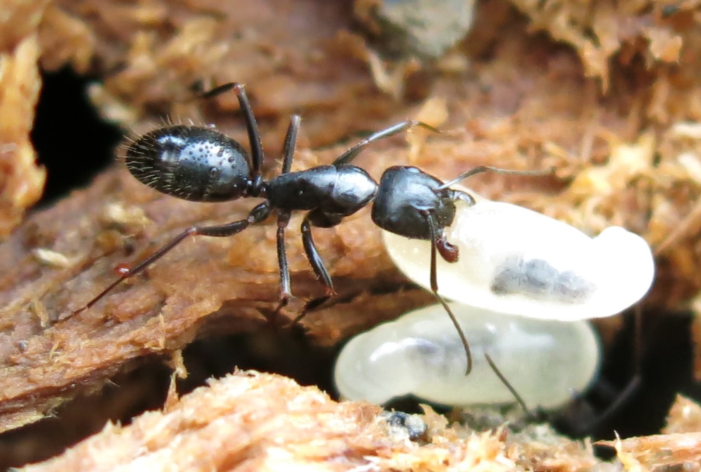 Camponotus (Tanaemyrmex) aethiops