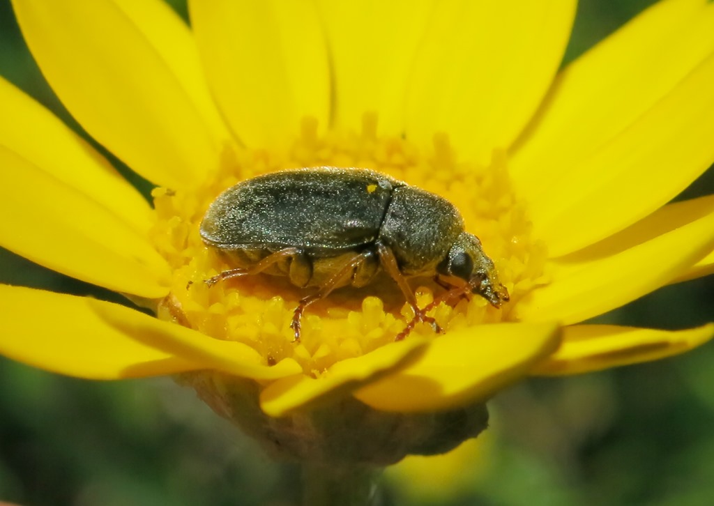 Mycteridae: Mycterus tibialis