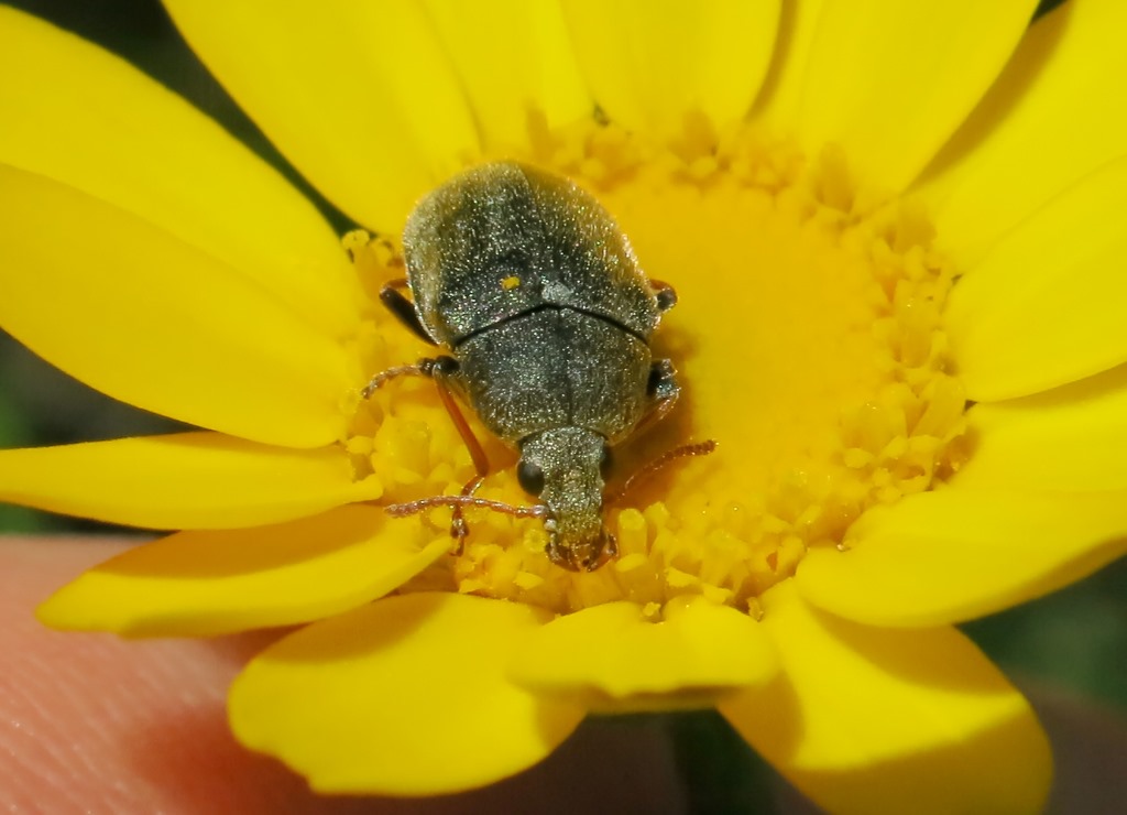 Mycteridae: Mycterus tibialis