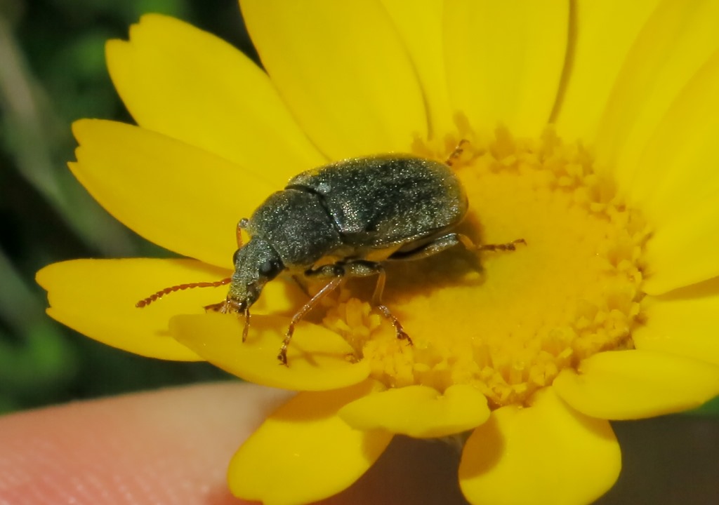 Mycteridae: Mycterus tibialis