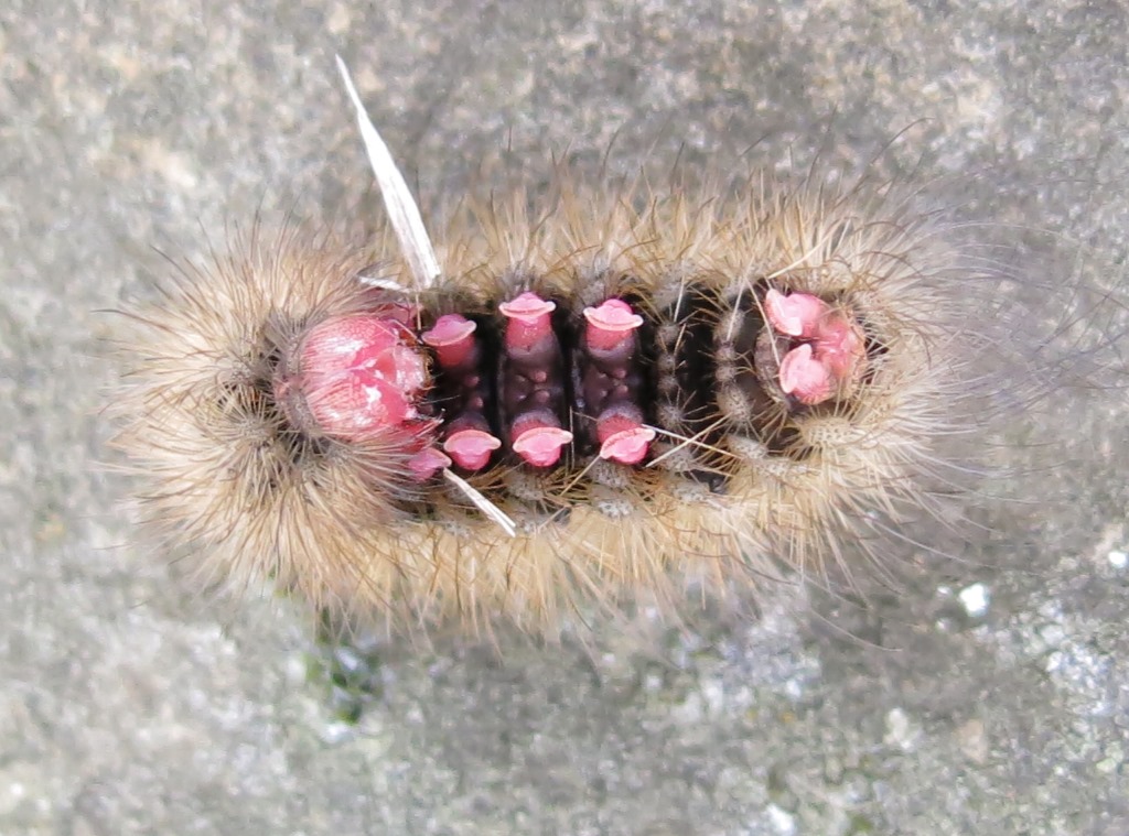Bruco dalla testa e piedi rosa da detrminare?