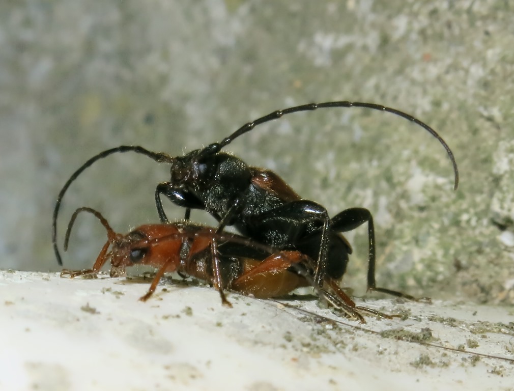 Cerambycidae - Phymatodes testaceus