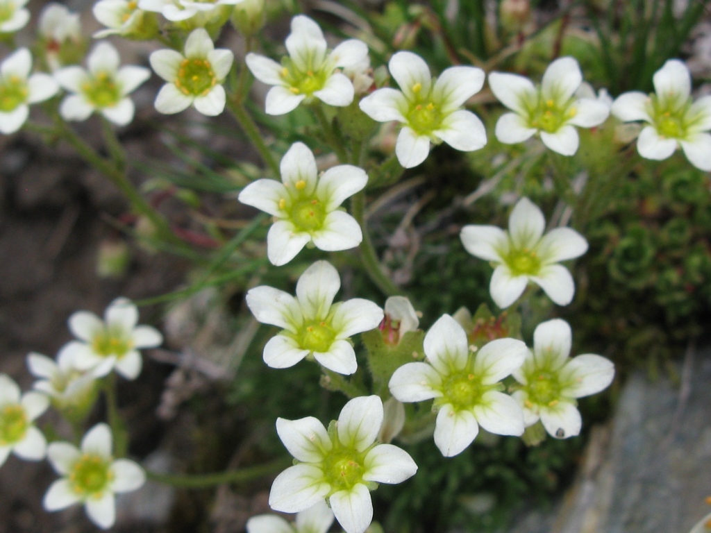 Saxifraga exarata