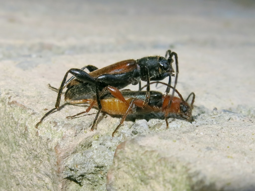 Cerambycidae - Phymatodes testaceus