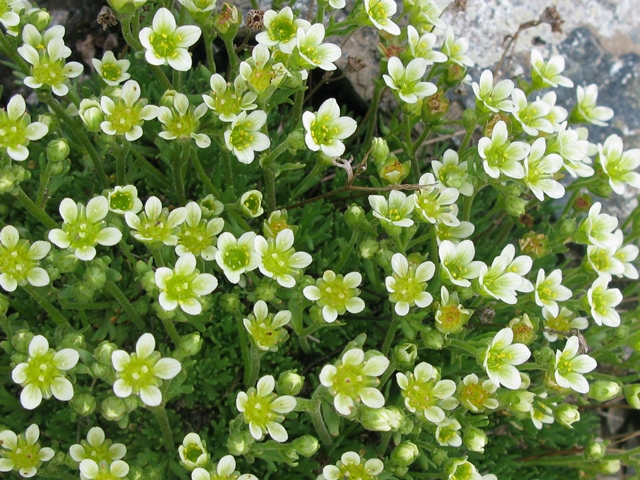 Saxifraga exarata