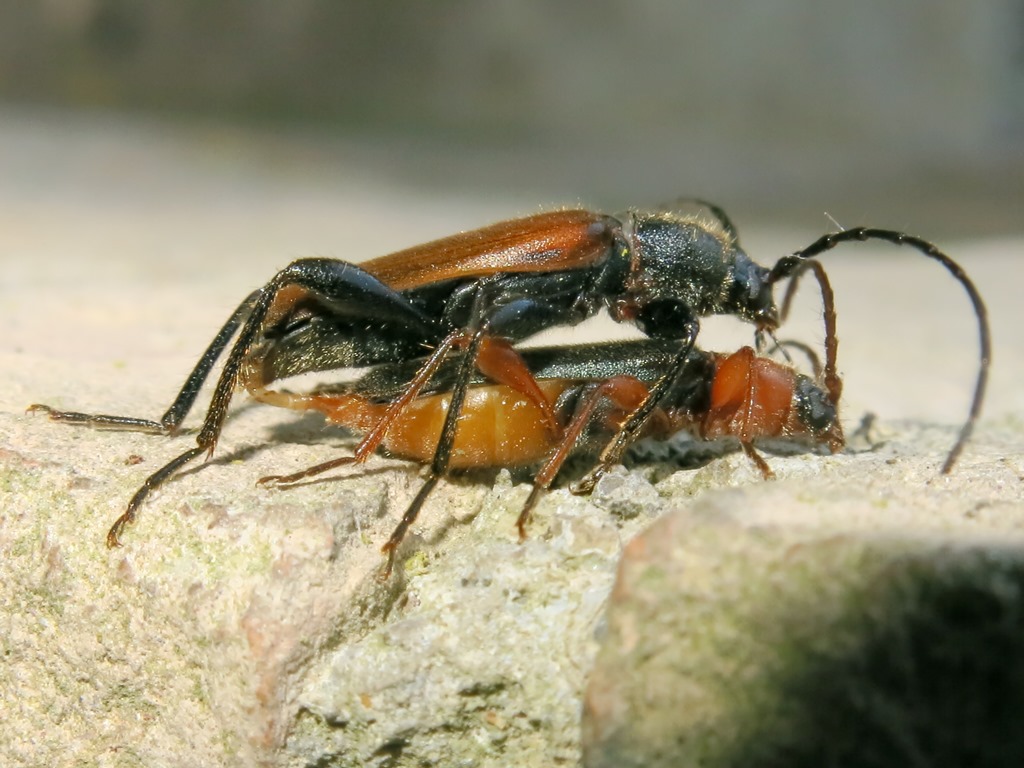 Cerambycidae - Phymatodes testaceus