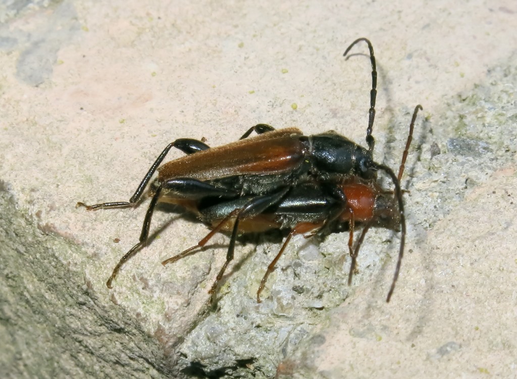Cerambycidae - Phymatodes testaceus