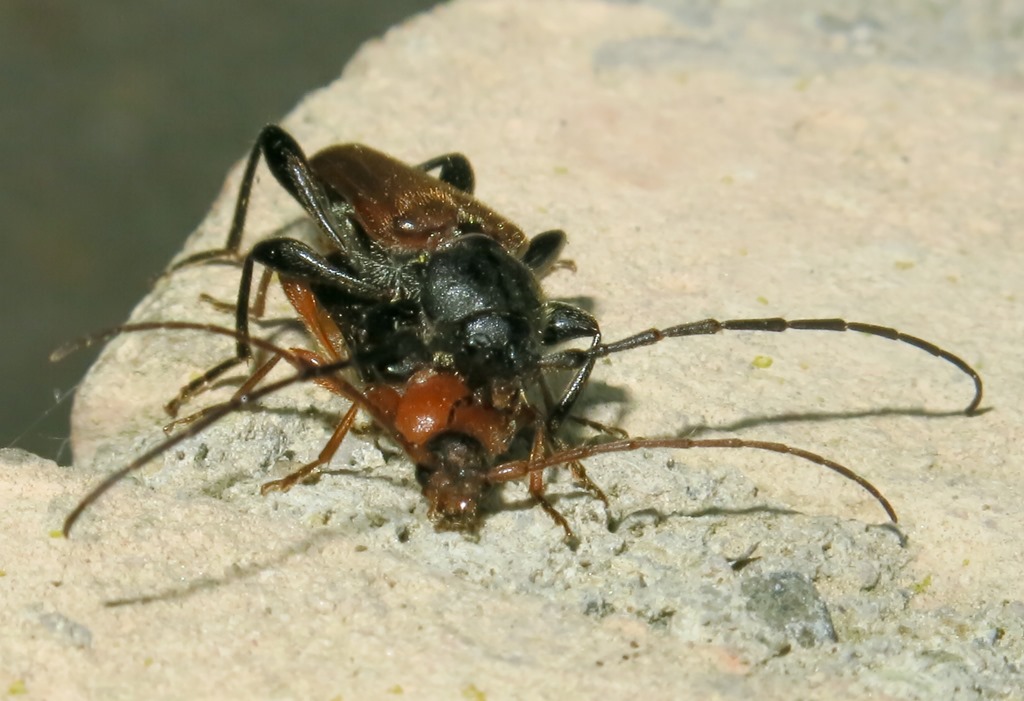 Cerambycidae - Phymatodes testaceus