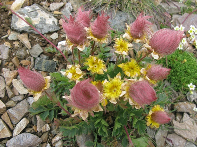 Geum reptans