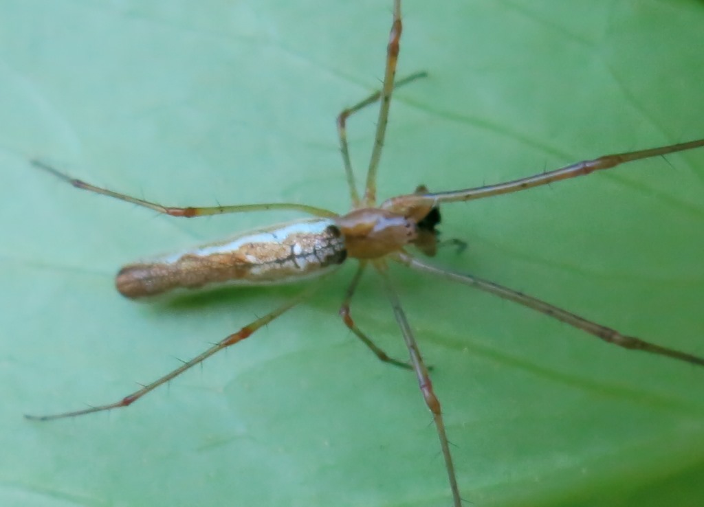 Tetragnatha sp.  - Acquapendente (VT)