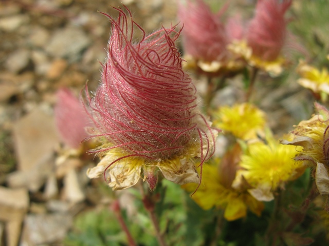 Geum reptans