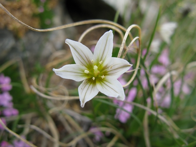 Lloydia serotina / Falangio alpino
