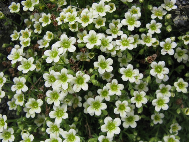 Saxifraga exarata