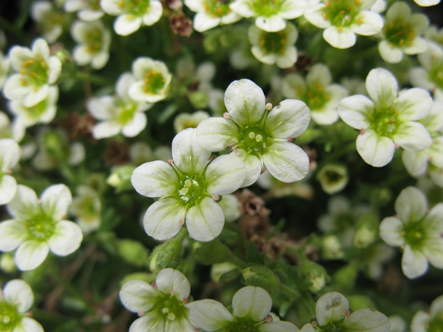 Saxifraga exarata