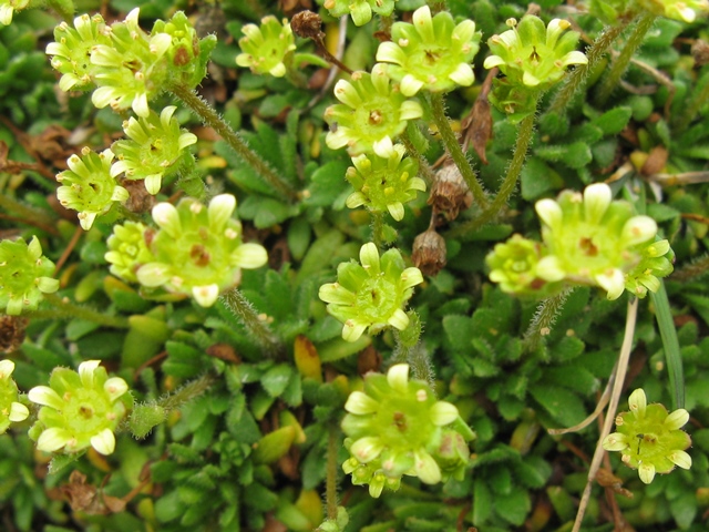 Saxifraga seguieri / Sassifraga di Seguier