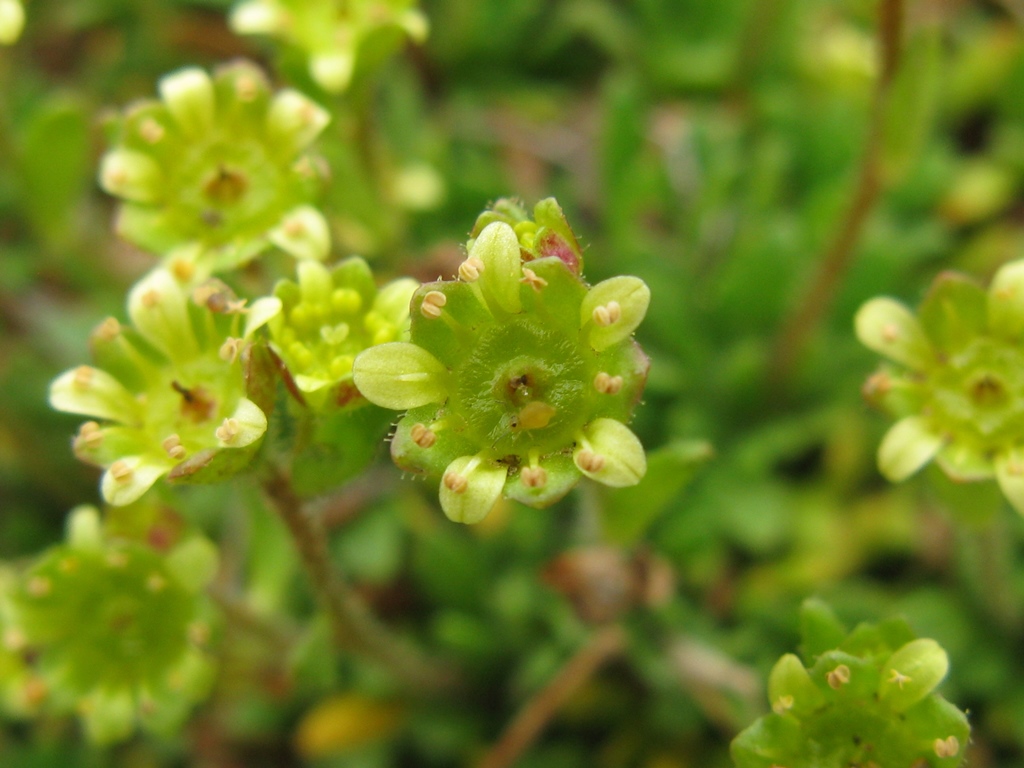 Saxifraga seguieri / Sassifraga di Seguier