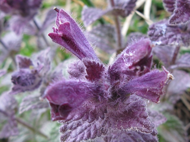 Bartsia alpina