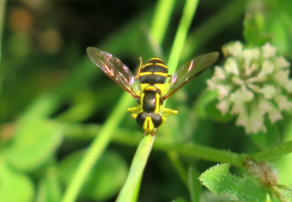 Syrphidae - Xanthogramma dives, femmina